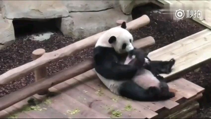 大熊猫妈妈哄孩子吃奶,小家伙顾着玩,这奶妈不好当!